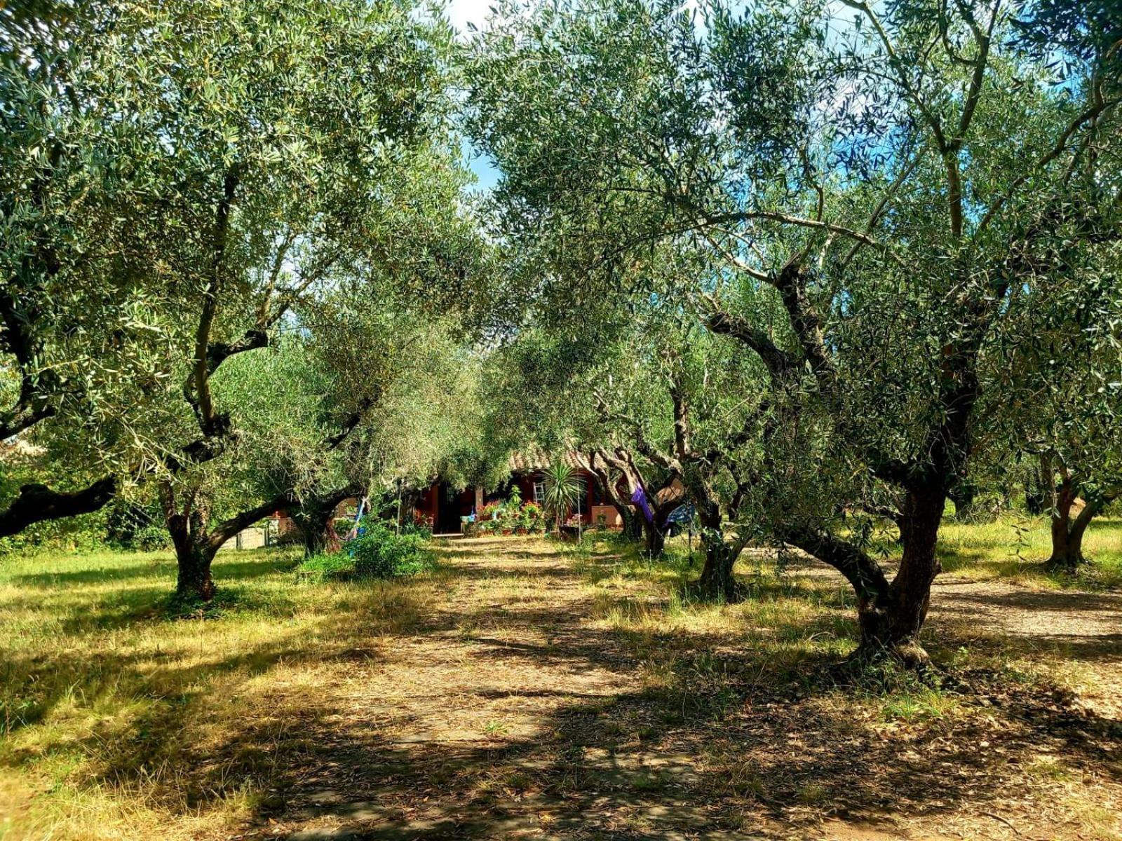 All'Ombra Degli Olivi Pisciarelli Bagian luar foto