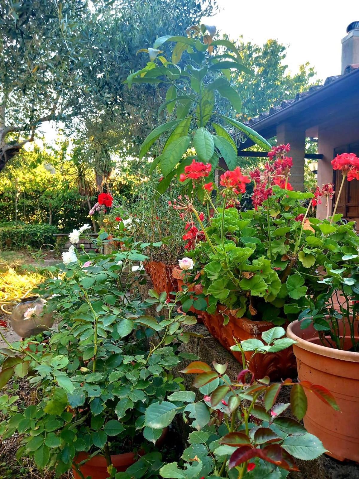 All'Ombra Degli Olivi Pisciarelli Bagian luar foto